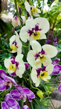 This white moth orchid with purple markings looks lush, fresh, and beautiful. A close-up photo of the fresh orchid flower. Orchid flowers growing on a tree