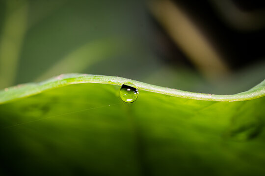 Close-up of green leaf with water droplets. Macro shot of plant cell texture. Freshness, detail, vitality, hydration. Nature, ecology, biology, science concept.