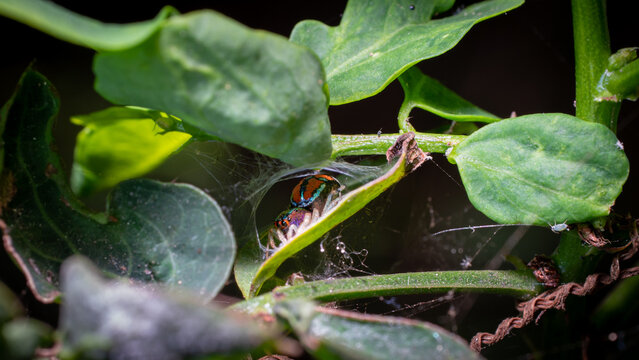 The microscopic insect world through the lens, spider