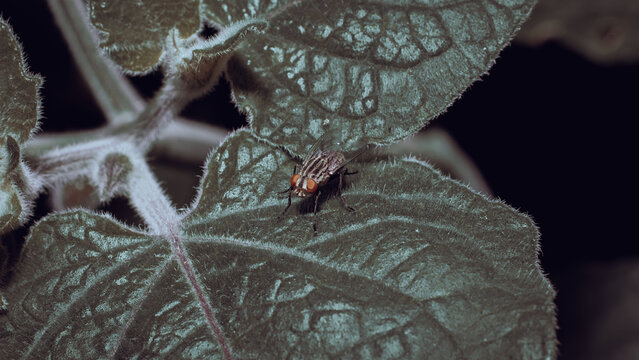 tabanus fly insect macro photo