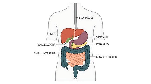 Human digestive system diagram with organ labels