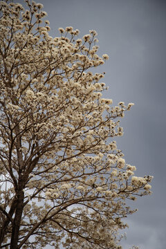 Detalhe de um lindo ipe branco florido com o c&eacute;u nublado ao fundo. Imagem vertical.