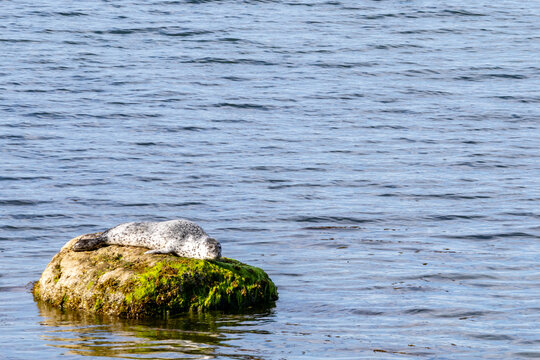 Gaspesie, Canada, 27 August 2026 : Spotted harbor seal rests on a moss covered rock surrounded by calm ocean water