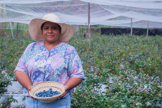 Female farmer in her organic blueberry greenhouse.