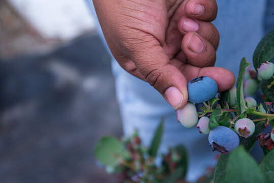 Agricultural hands harvesting blueberries