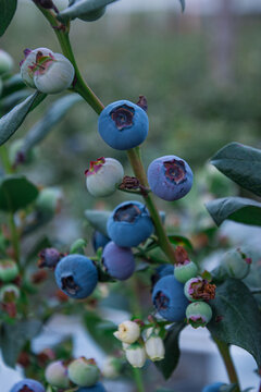 Blueberries