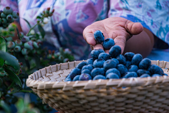 Agricultural hands harvesting blueberries