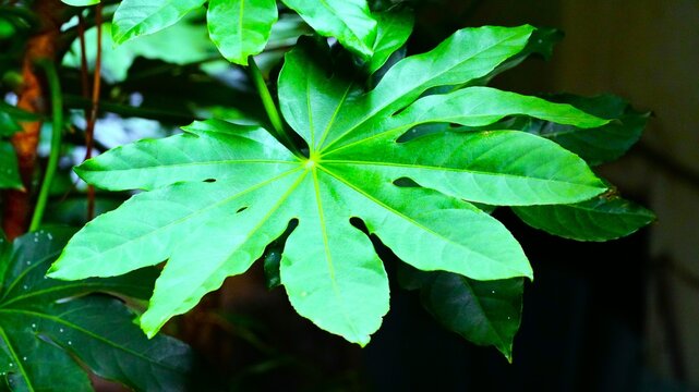 Fatsia japonica, Japanese fatsia, Paperplant ,Glossy-leaf paperplant, formosa rice tree,paper plant,false caster oil plant,fig leaf palm,japanese aralia