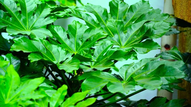 Fatsia japonica, Japanese fatsia, Paperplant ,Glossy-leaf paperplant, formosa rice tree,paper plant,false caster oil plant,fig leaf palm,japanese aralia