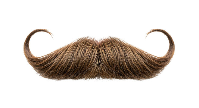 A realistic brown mustache with curled ends isolated on a clean white background, for barber shop, men grooming, or, movember charity event themes isolated on a transparent background