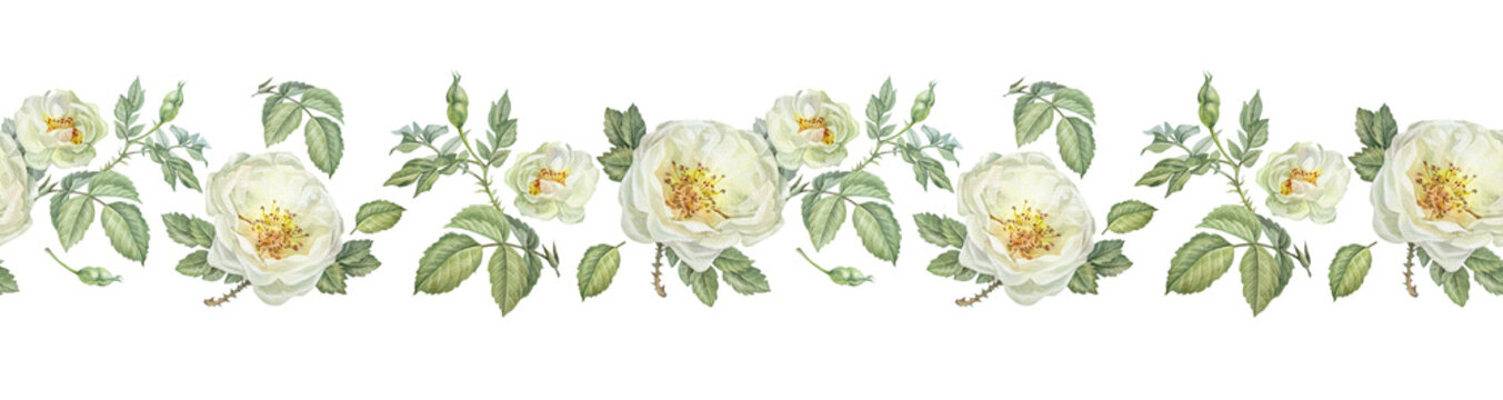 Watercolor seamless border with flower dog rose on white background. Hand-drawn summer branch with green leaves and wild rose hip. Botanical nature sticker or tea. Wallpaper wrapping or kitchen rim