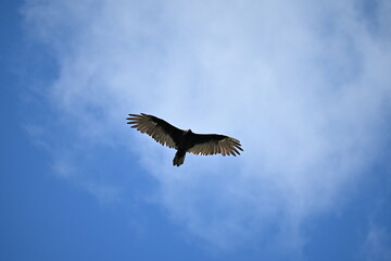 Fototapeta premium vulture in flight