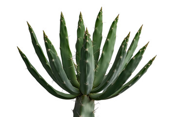 Fototapeta premium Green agave succulent plant