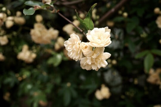 white rose flower