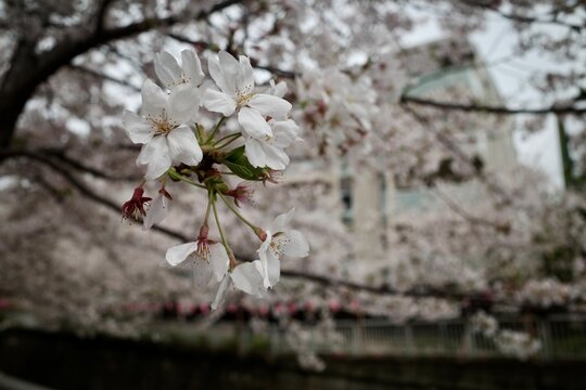 cherry tree blossom