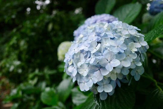 white and blue