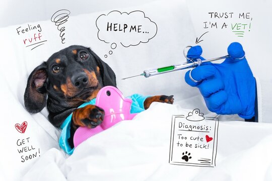 A black and tan dachshund dog lies in bed under a blanket with a hot water bottle while a gloved hand offers a syringe, a humorous concept of pet illness and veterinary care.