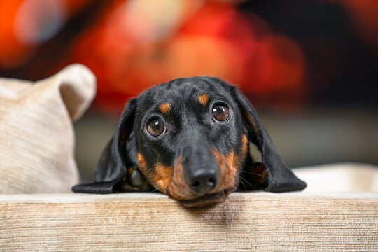 A black and tan dachshund dog rests its head on the arm of a sofa at home, gazing upward with a pleading expression and drooping ears.