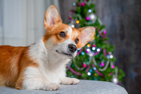 Corgi dog resting on a gray sofa indoors, looking to the side with alert ears and calm expression while a decorated christmas tree with colorful lights sparkles in soft bokeh behind in a cozy home
