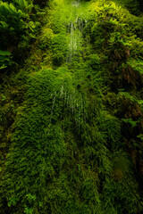 Obraz premium Moss Filters Small Waterfall In Fern Canyon