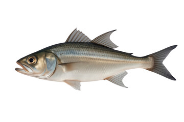Fototapeta premium Streamlined silver fish side view