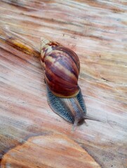 Top view flat lay of a Giant African Snail (Lissachatina fulica) on a brown dried banana leaf background with copy space © Ompai