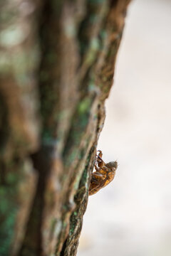 An empty cicada shell clings to the mossy bark of a tree trunk against a soft bright blurred background.