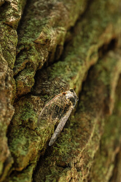A camouflaged cicada with translucent wings rests quietly on the mossy bark of a tree trunk in nature.