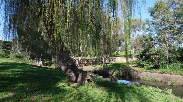 Weeping willow trunk leaning over the naturalized bank of Stony Creek in Yarraville, with hanging branches tranquil stream waters. Urban waterway sanctuary in Melbourne Victoria Australia 