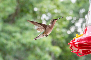 Hummingbird A © Daniel