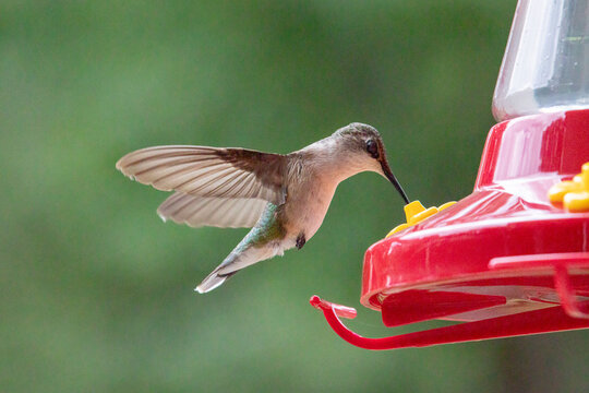 hummingbird feeding on feeder