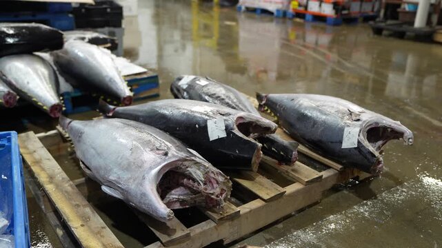 Stock video footage of fresh raw tuna fish displayed on wooden pallets in a commercial warehouse or fish market, showcasing the seafood supply chain.
