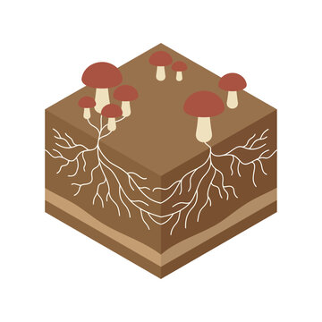 Isometric Vector Illustration of Mushrooms with Mycelium Roots in Soil Cross Section