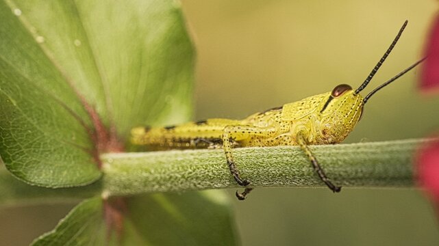 Macro shot of a yellow grasshopper nymph resting on a green plant stem, showing detailed insect anatomy and wildlife with soft bokeh background.
