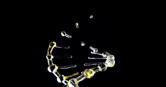 Luminous Yellow Glass DNA Helix Forming and Rotating on Black Background for Genetics and Scientific Presentations.