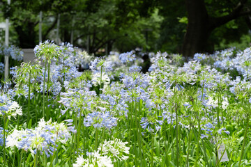 Fototapeta premium Scenic landscape of blue and white agapanthus flowers blooming in a park