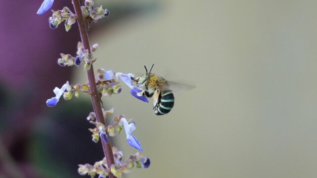 Macro of blue-banded bee hovering and pollinating purple flowers in a garden, capturing detailed wildlife motion against soft background.