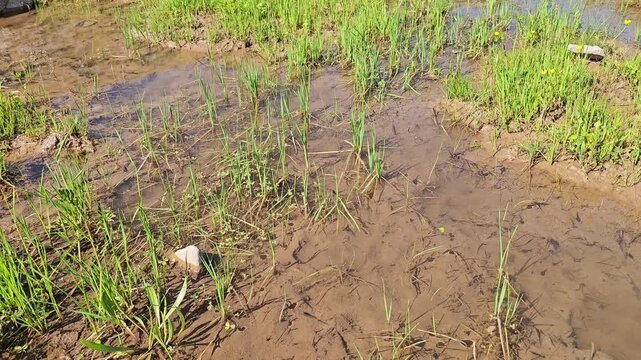 Close-up of shallow mud puddles teeming with tadpoles, sprouting green grass blades, and yellow wildflowers along a damp spring meadow edge
📍 Marivan, Kurdistan, Iran 