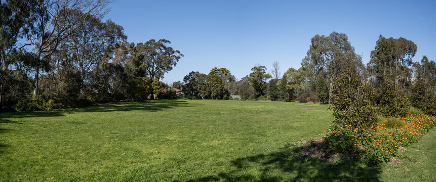 Panoramic wide-angle view of an expansive open lawn in a municipal park, framed by a dense native eucalyptus trees, landscaped flower beds. Background texture of suburban green space in Australia.