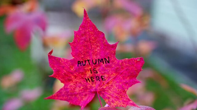 Autumn leaves painted in bright vivid colors on backdrop of seasonal trees. Decorative foliage features handwritten text AUTUMN IS HERE lettering. Warm fall tones, woodland scenery and blurred