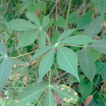 Manihot esculenta