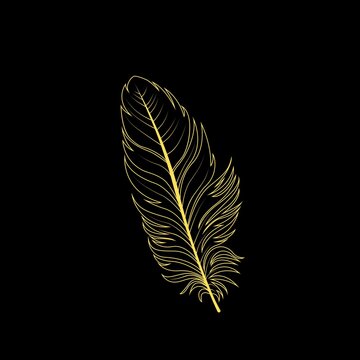 feather isolated on black background