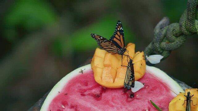 Close up of Monarch butterflies eating sweet ripe fruit outdoors