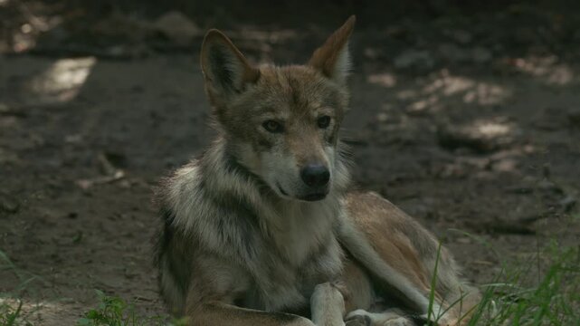 Portrait of a Mexican wolf lying down in natural shade