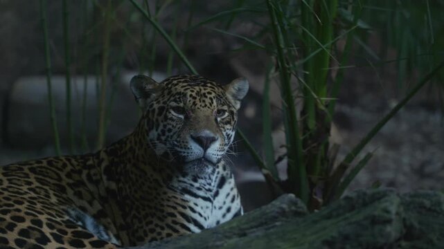 Wild jaguar sitting amidst green grass in natural environment