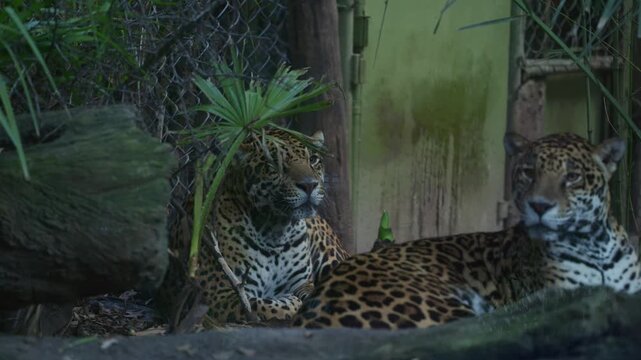 Two jaguars resting together in a zoo enclosure with tropical plants