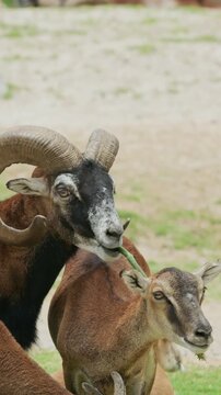 Close up of a mouflon ram with large curved horns and a female sheep grazing outdoors