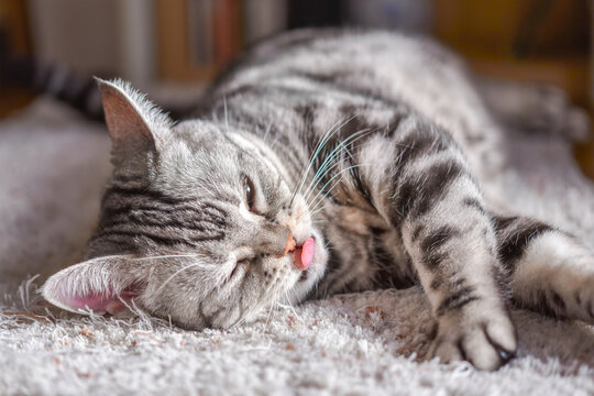 日当たりの良いラグの上でリラックスして爪を研ぐ猫