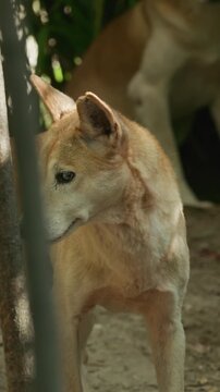 Close-up of a native Australian dingo in its enclosure
