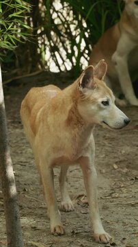 Native australian wild dingo dog resting outdoors
